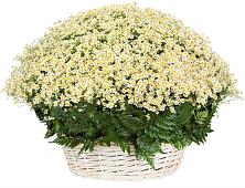 Цветочная композиция из Ромашки в корзине #REPLACE_PRED# Поселок имени Карла Либкнехта