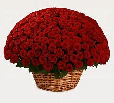 Премиум букет из: Розы в Поселок имени Карла Либкнехта